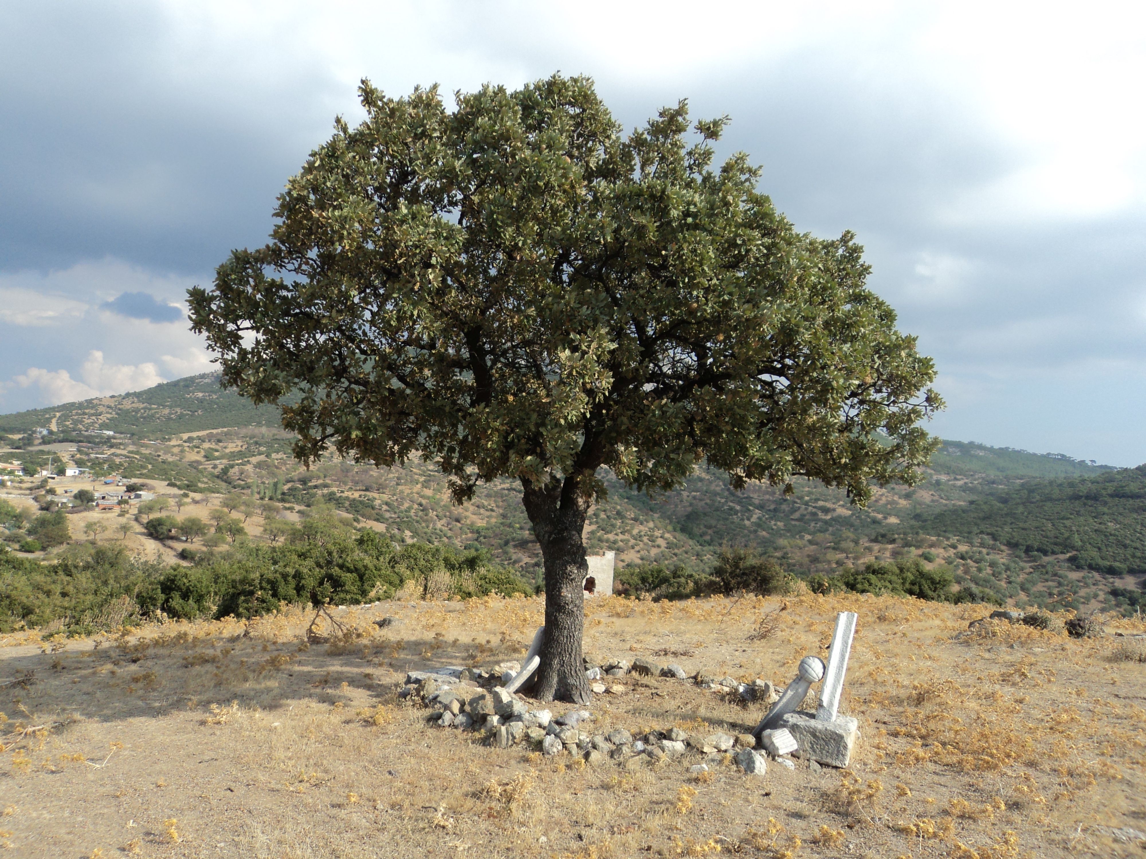 The Lonely Tree